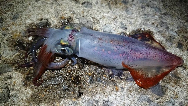 ケンサキイカの画像