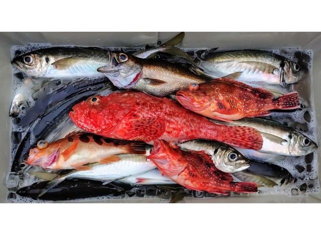 釣果