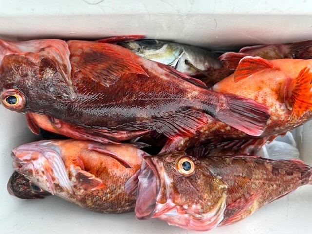 釣果