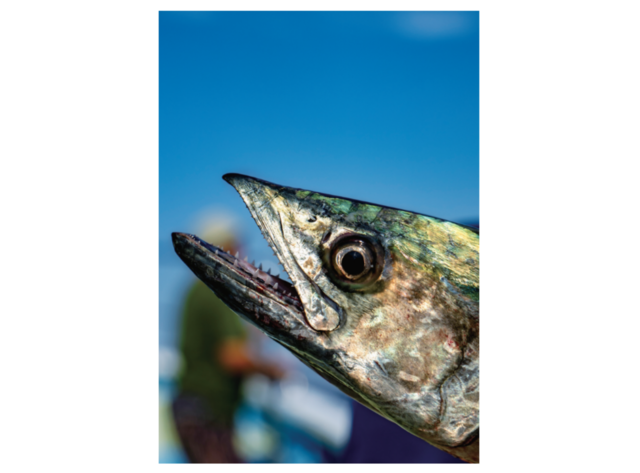 釣行の写真