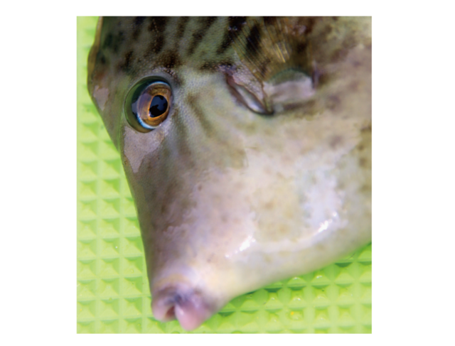 釣行の写真