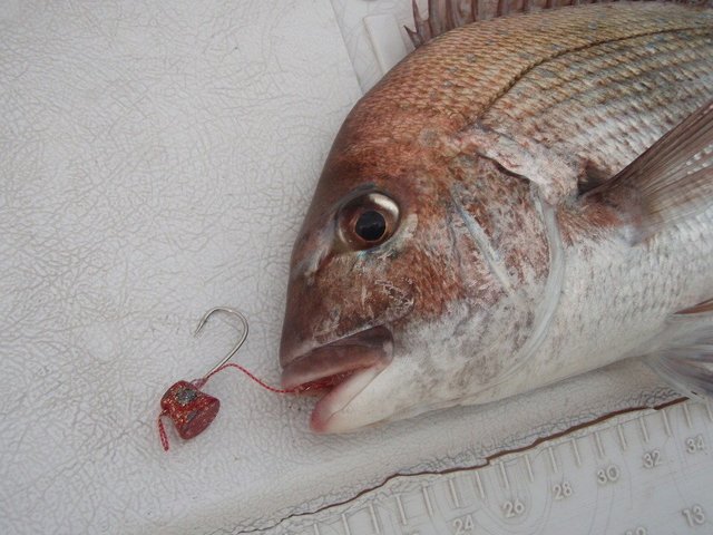 釣割マガジン テンヤ釣りって2種類あるよ テンヤで釣れる魚や釣り方 仕掛けをご紹介