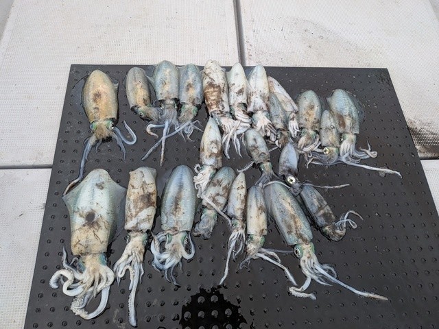 釣果