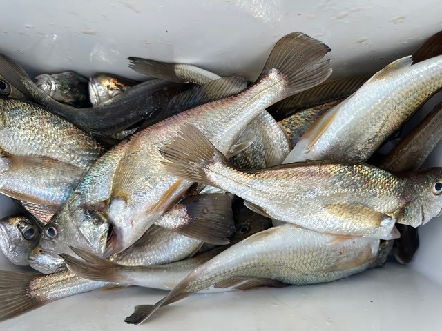 釣果