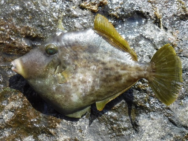 カワハギの写真