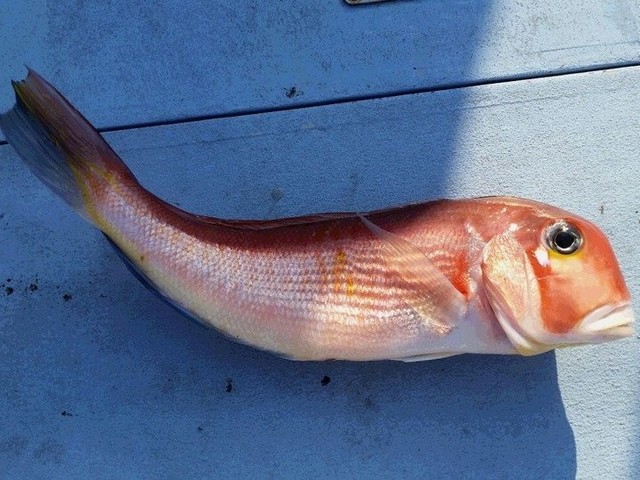 アマダイの写真