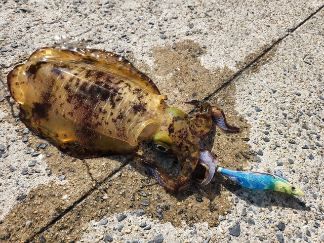 エギ王Kピーカンブルーでキャッチした冬のアオリイカ