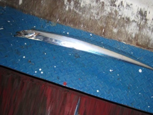 タチウオの画像