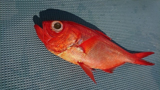 キンメダイの画像