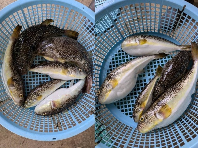 釣果