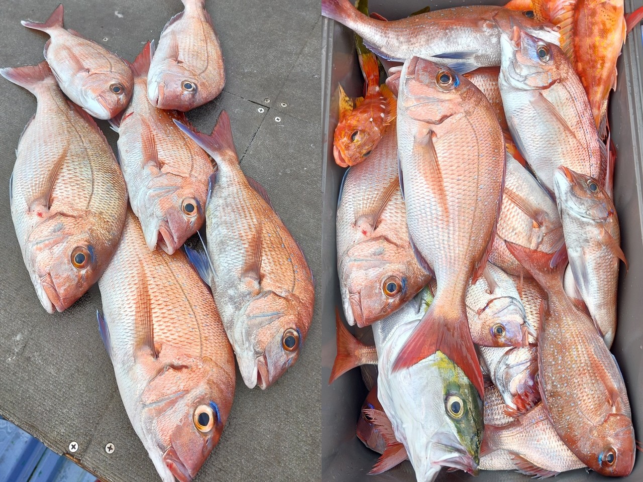 釣果
