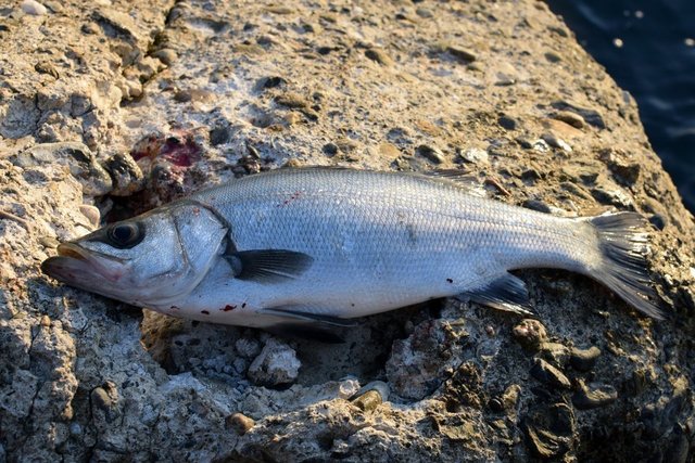 スズキとシーバスとは同じ魚 スズキの見分け方を詳しくご紹介