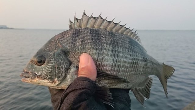 コスリ釣りのやり方って知ってる エサや合わせ方のコツを知ってクロダイを狙える人気釣法をマスターしちゃおう