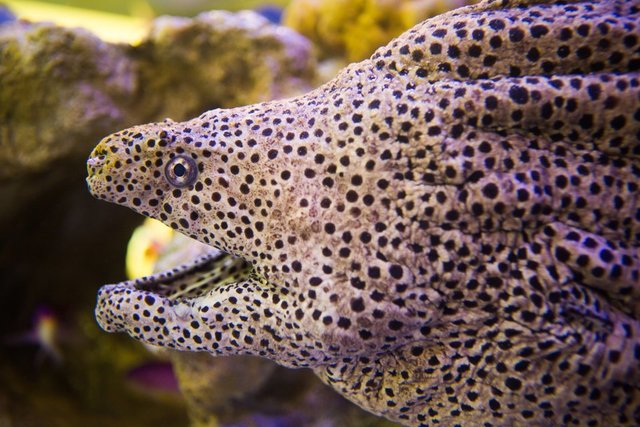 まるでヘビみたい 釣り人驚愕間違いなし 陸にあがったウツボの衝撃的な映像を大公開 動画