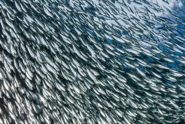 魚には人間にはない感覚器官がある 嗅覚が人間の300倍鋭い魚も 魚達の能力がスゴすぎる