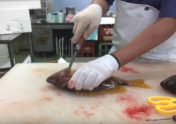 あなたの魚の締め方や血抜きの方法は間違っているかもしれない 正しい方法を復習しよう 動画