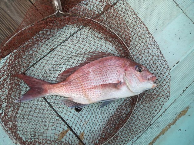 マダイの生態学を勉強しよう タイ科の魚は13種類しかいない 呼び名や大鯛の定義など徹底解説