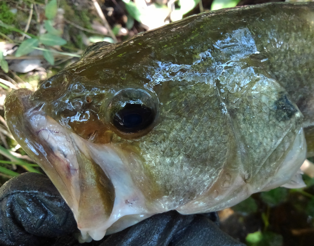 釣り人全員で岸際カバーばかりを攻めるからバス釣りが難しくなる 秋の荒食いバスを数多くゲットするにはどうすればいいの