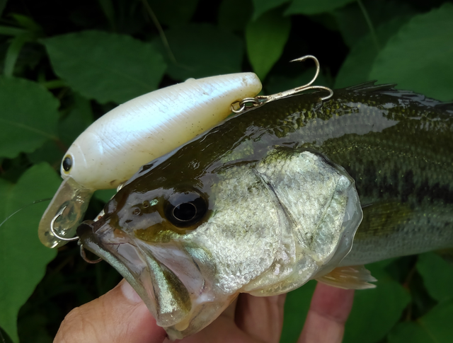 ホワイトカラーのルアーって釣れるの ホワイトカラーをバスが興味を持って追いかける理由を調べてみたら