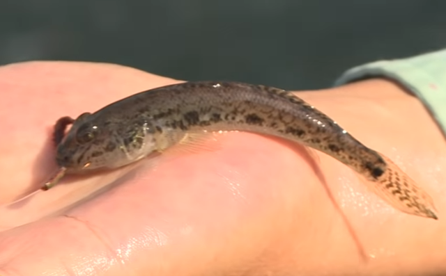 ハゼ釣りの仕掛け特集 エサ釣りやルアー釣りでハゼをゲットしよう