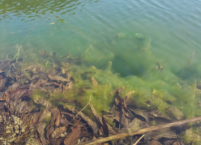 春に発生しやすいとろろ状の藻を攻略したい 藻の存在をバス釣りに活かそう