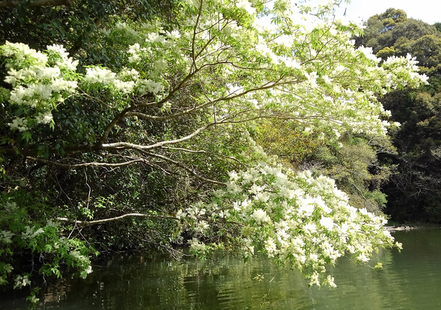 木に咲く花とバスの関係を見極めよう 春のバス釣りテクニック