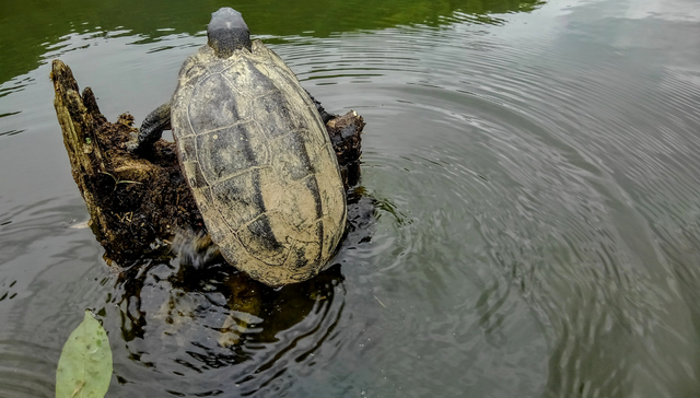 カメとバス釣りの関係 カメの姿を見かけたらどう対処すればいいか考えてみよう