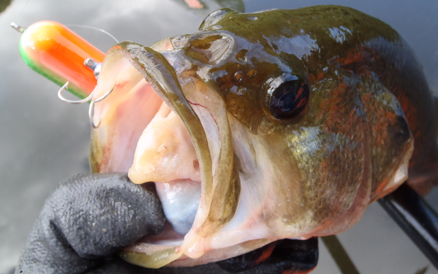 腹オレカラーでバスが釣れる 腹部のオレンジカラーがバスを誘う理由