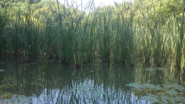 葦際を効果的に攻める 夏のバス釣りで重要なアプローチをチェック