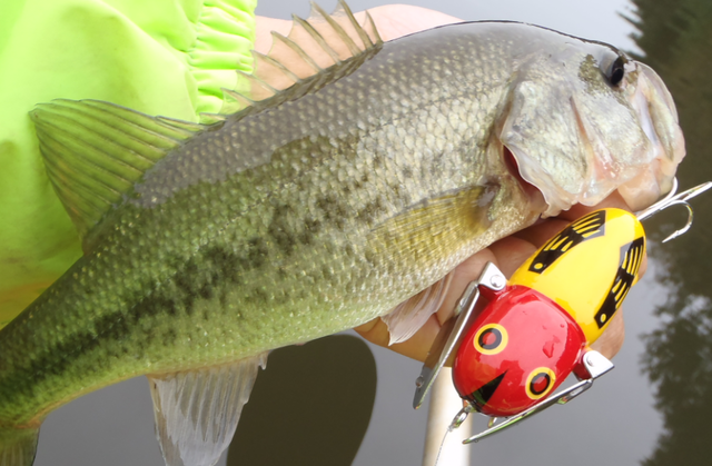 羽根付きルアーで夏バスを振り向かせたい ルアー釣りの虫パターンを一歩進めてみよう