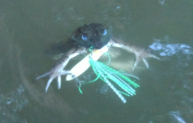 カエルがルアーで釣れてしまった 安全なフックの外し方とおすすめアイテム