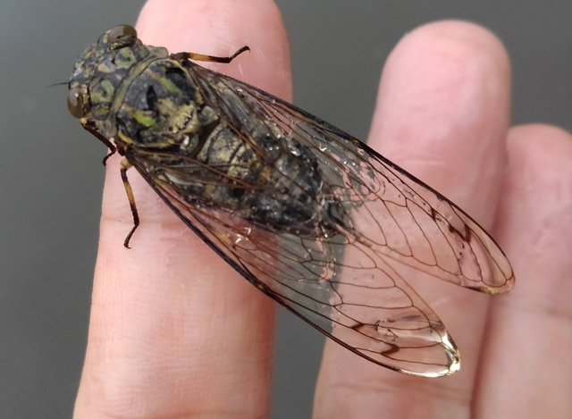 溺れていたセミを助けた 水面に虫が落ちる季節にどうやってバスを釣ればいいの 釣りニュース 釣割