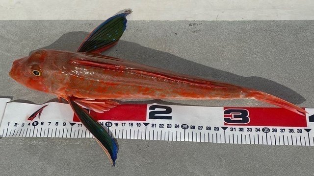 ホウボウって食べたことある 意外と簡単に釣れちゃう高級魚です