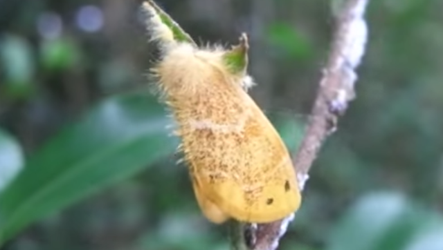 チャドクガって知ってる 葉を大量に食べる幼虫がグロ過ぎ 生態や対策方法をチェック