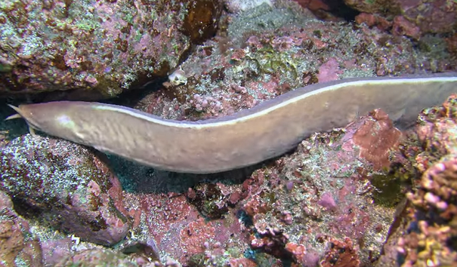 ヌタウナギ特集 ヌルヌル粘液でつかみにくい海の生き物の生態や食べ方 釣り方をチェック