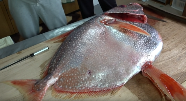 アカマンボウってどんな魚なの マグロに似ている赤身魚を詳しくチェック