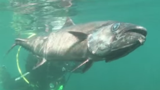 アブラソコムツは食べるの要注意 深海に棲む巨大魚 アブラソコムツは消化できない脂で出来ている