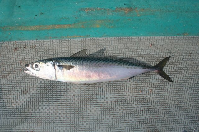 マサバを釣って食べよう 栄養たっぷりのマサバの釣り方や食べ方をご紹介