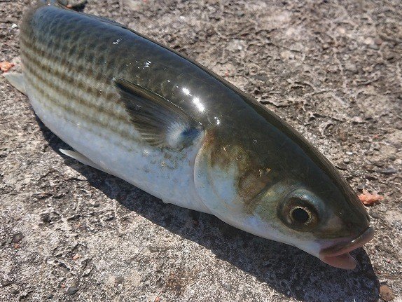 ボラの全てがわかる 臭いの原因や料理方法 おすすめの釣具を一挙紹介