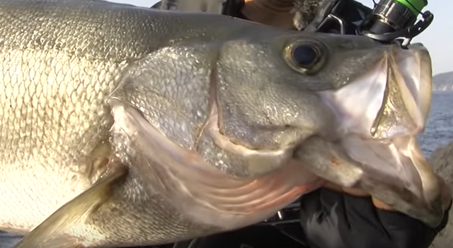 ヒラスズキをルアーで釣りたい おすすめミノー シンペン バイブレーションをピックアップ