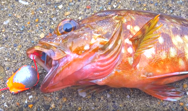 穴釣りロッド特集 どんなロッドなら釣りやすいの 人気アイテムを徹底チェック