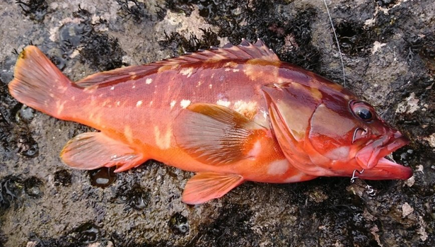 根魚 ロックフィッシュの種類や釣り方特集 おすすめの人気タックルもピックアップ