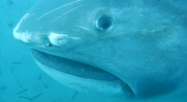 メガマウスってどんな生き物 日本近海にも現れる巨大サメの正体