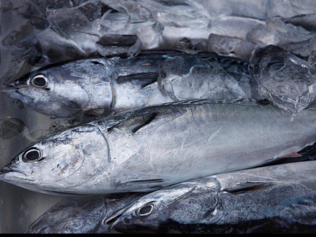 ソウダガツオを釣りたい おすすめの食べ方や釣り方を詳しくチェック
