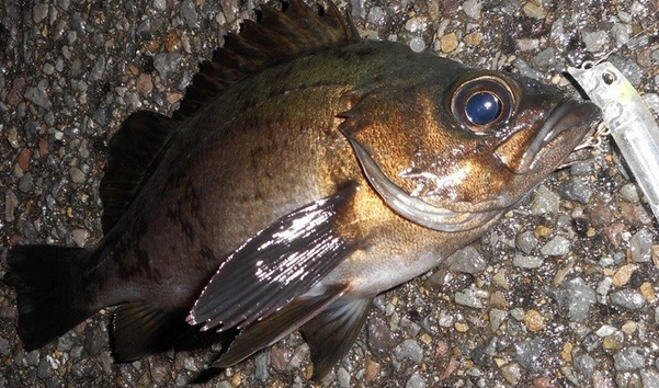 柏崎の釣り場を探索してみた おすすめの釣りスポットを徹底チェック