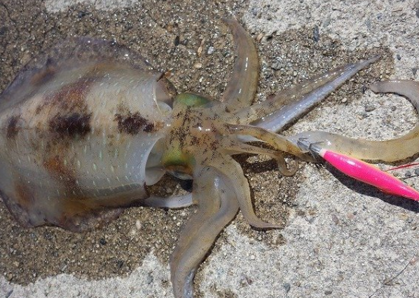 上越の釣り場情報って知ってる 初心者アングラーにおすすめの穴場ポイント