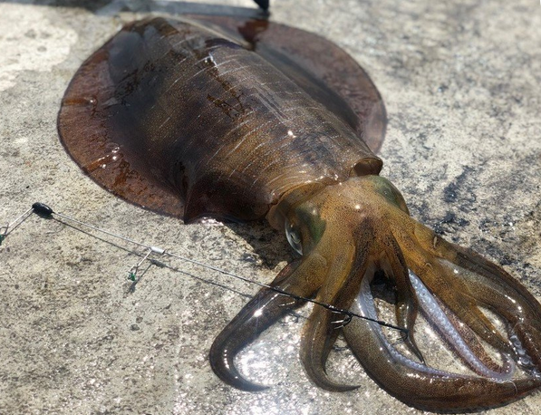 大分県ってどんな魚が釣れるの 狙える対象魚やおすすめ釣り場情報をチェック