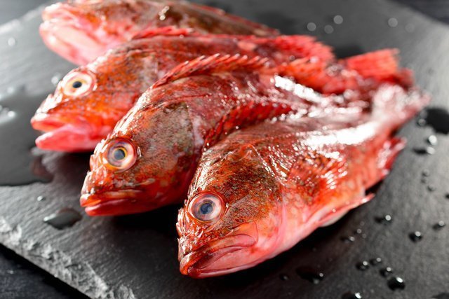 カサゴとウッカリカサゴは別の種類の魚なの 簡単な見分け方は味や釣り方だった 唐揚げや煮付けなどおいしい料理もご紹介
