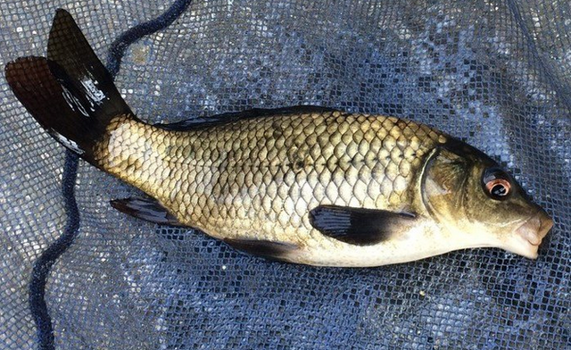 東京の釣り堀で魚釣りを楽しみたい おすすめ人気スポットを厳選ピックアップ