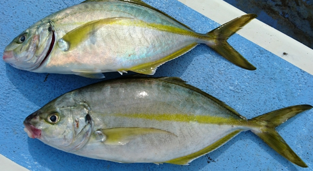 八丈島でビッグフィッシュを釣りたい 飛行機で行ける観光スポットの釣り事情